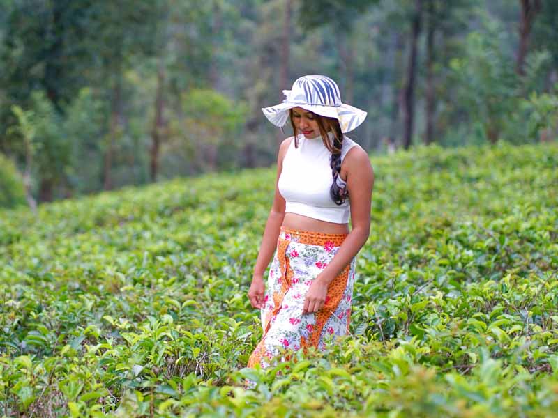 Ceylon Tea