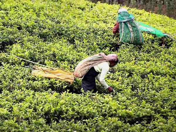Ceylon Tea