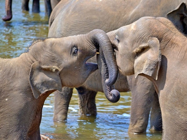 Gentle Gients