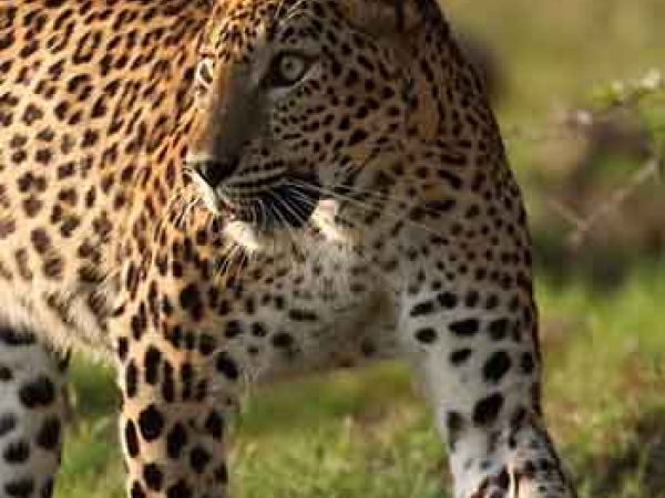 Yala Wildlife Park