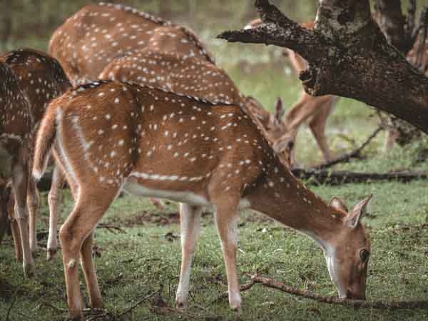 Yala Wildlife Park