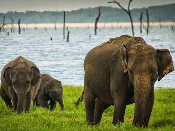 Yala Wildlife Park