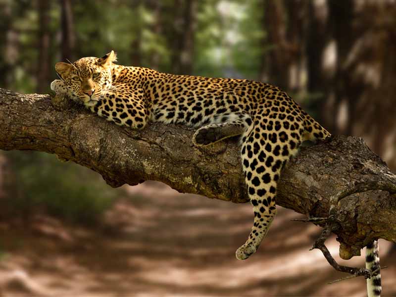 Yala Wildlife Park