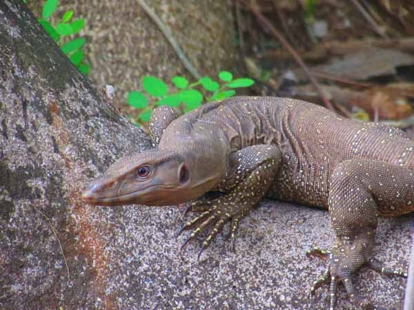 Yala Wildlife Park