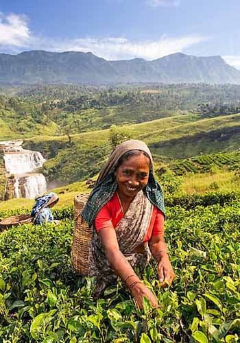 Ceylon Tea
