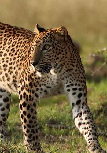 Yala Wildlife Park